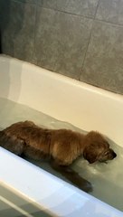 Puppy's First Bath