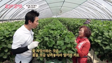 딸기꽃이 활짝 피었네✿ 귀농 8년 차 아들과 함께 딸기 농사를 하고 있는 용환 씨!