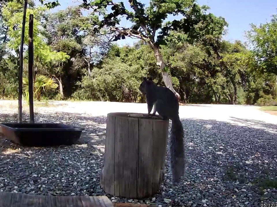 Squirrel Flops To Take A Nap