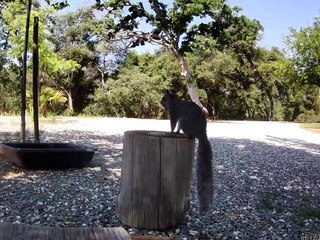 Squirrel Flops To Take A Nap