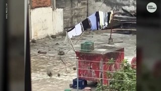 Dog attempts to steal hanging shirt from clothesline