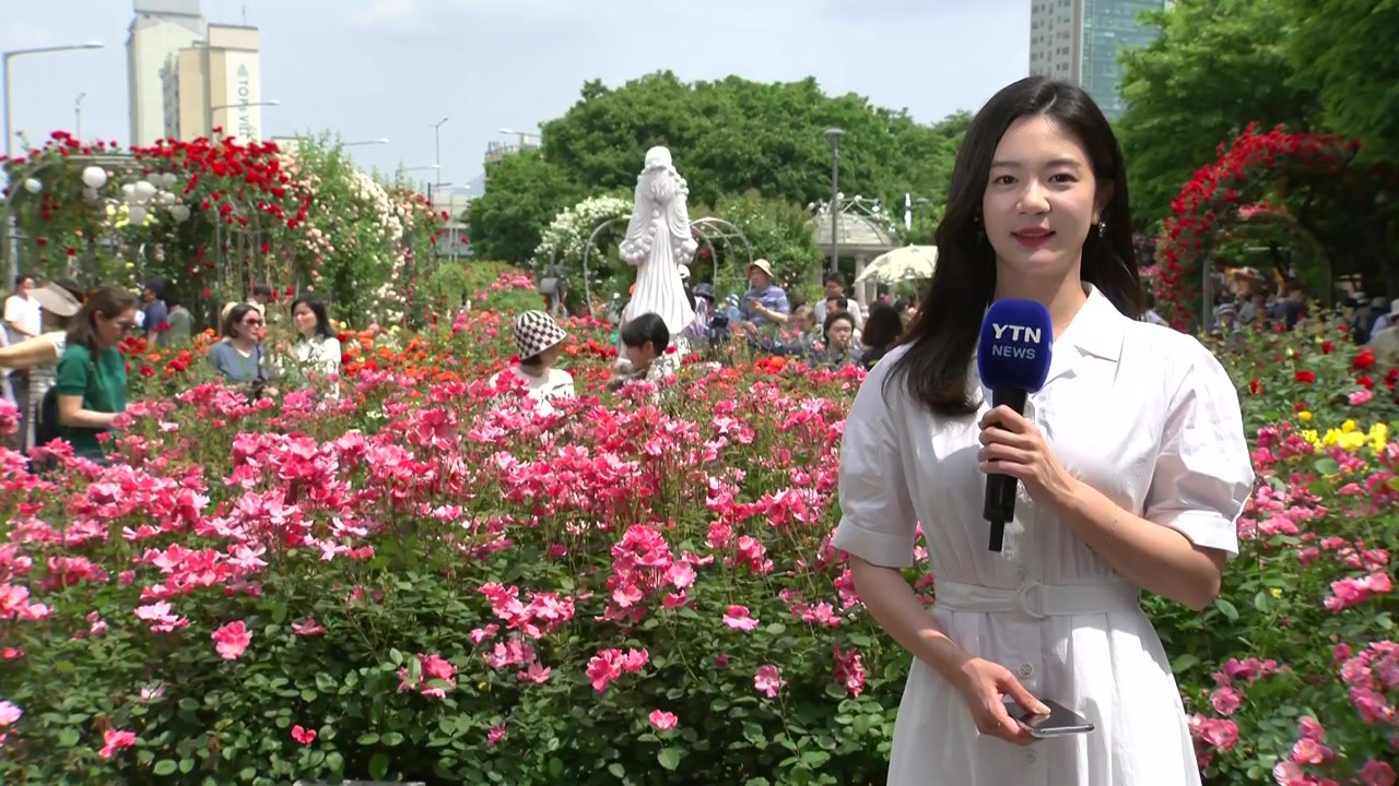 [날씨] 전국 맑고 초여름 더위...5월 장미 만발 / YTN