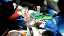 VÍDEO: Coletores encontram gato desesperado dentro de saco plástico no meio do lixo