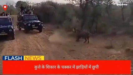 अलवर:अभयारण्य में कुत्ते ने बाघिन से यूं बचाई जान,देखें लाइव वीडियो न्यूज