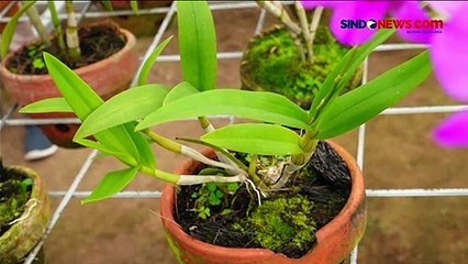 Melihat Budi Daya Anggrek Bulan di Lumajang