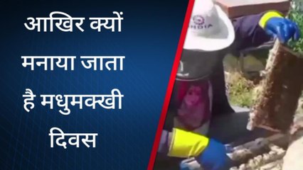 सुलतानपुर: आखिर क्यों मनाया जाता मधुमक्खी दिवस,जानिए इस खास दिवस का महत्व