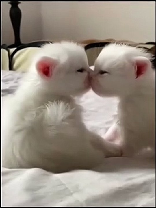 Dog fun cat cute cat's