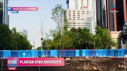Plantan nuevo ahuehuete en Paseo de la Reforma