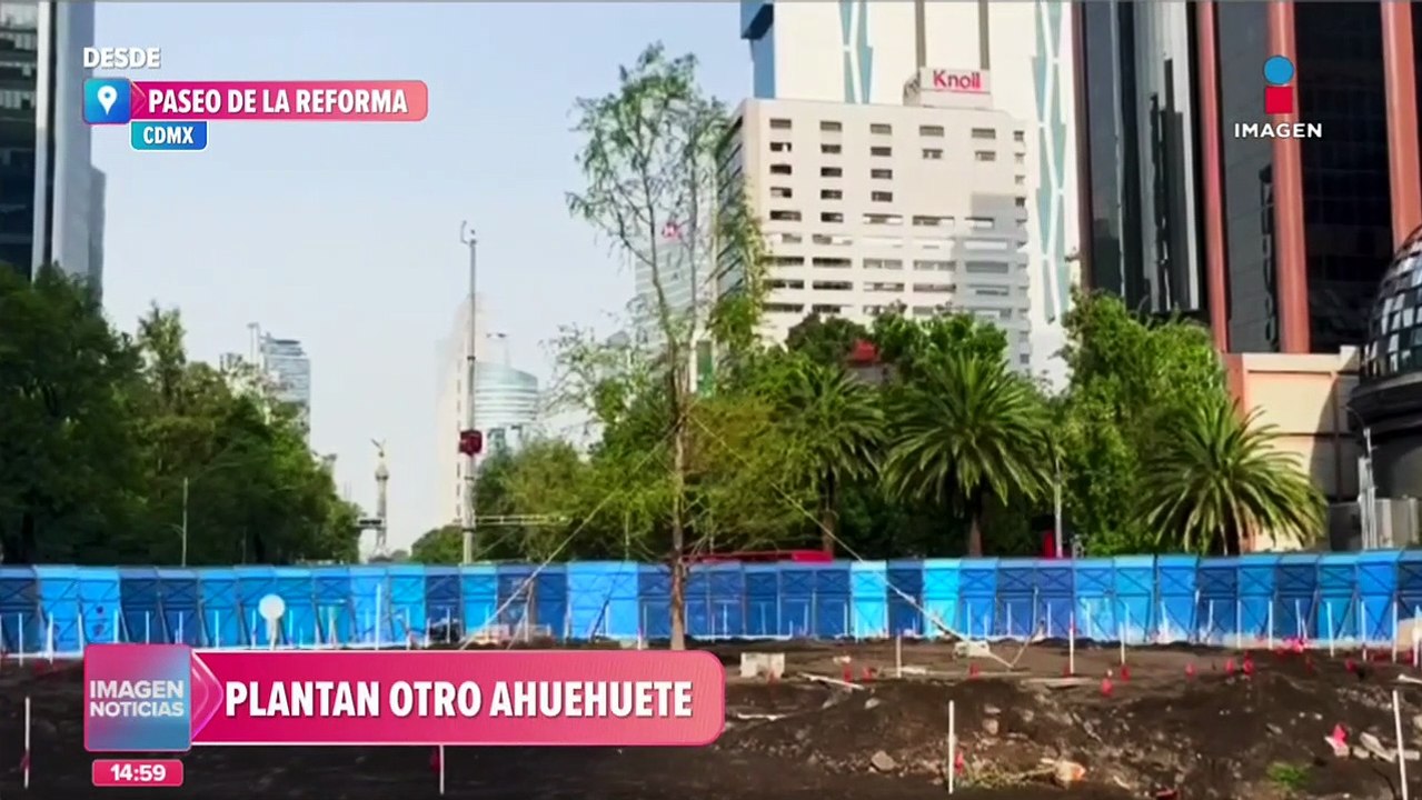 Plantan nuevo ahuehuete en Paseo de la Reforma