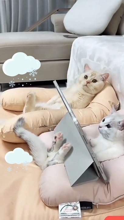 Cat video