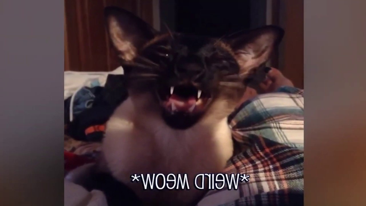 amazing Funniest Animal Videos   Funny Cats invited to the Dog Party