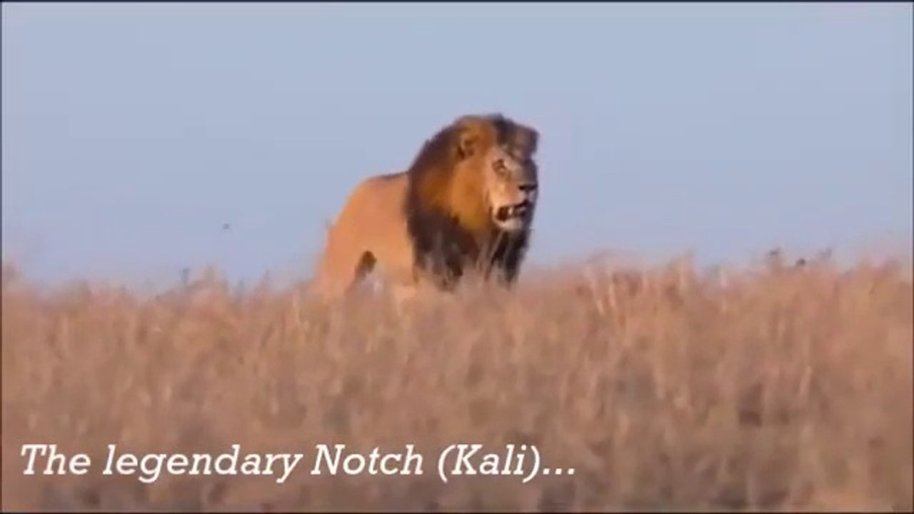 Notch Male Lions ✪ Lion vs Lion - The Gang brutally killing Ridge pride male Naengop