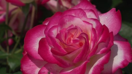 형형색색 꽃향 가득한 곡성 기차 마을...장미 수십만 송이 활짝 / YTN