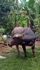 Viral, video seekor kerbau tercebur sumur