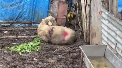 İstanbul'da Başıboş Sokak Köpekleri Hayvancıların Korkulu Rüyası Haline Geldi