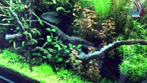 ADA Nature Aquarium Gallery _ Still Water Aquatics _ Mumbai's Favourite Aquarium Gallery & Store