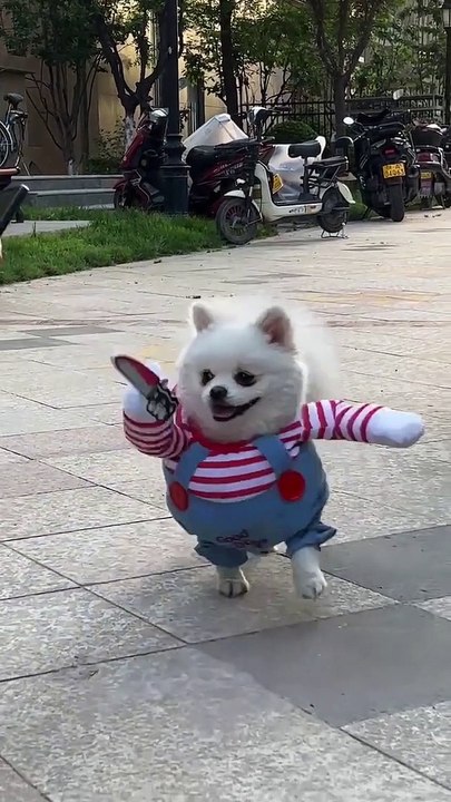 Cute dogi 