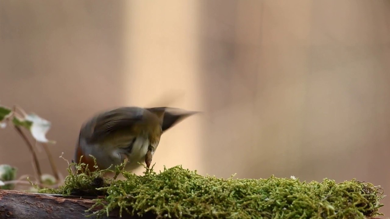 robin_-_21723 (Original)