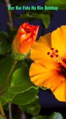 %23Naat_-Har_Koi_Fida_Hy_Bin_Dekhy%23Youtube%23Shorts%23Shorts_with_lyrics%23(720p)