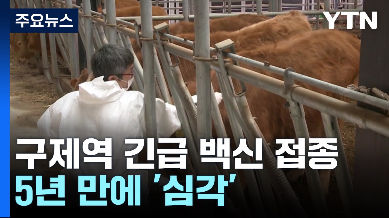 오늘까지 구제역 긴급 백신접종...5년 만에 '심각' 단계 / YTN