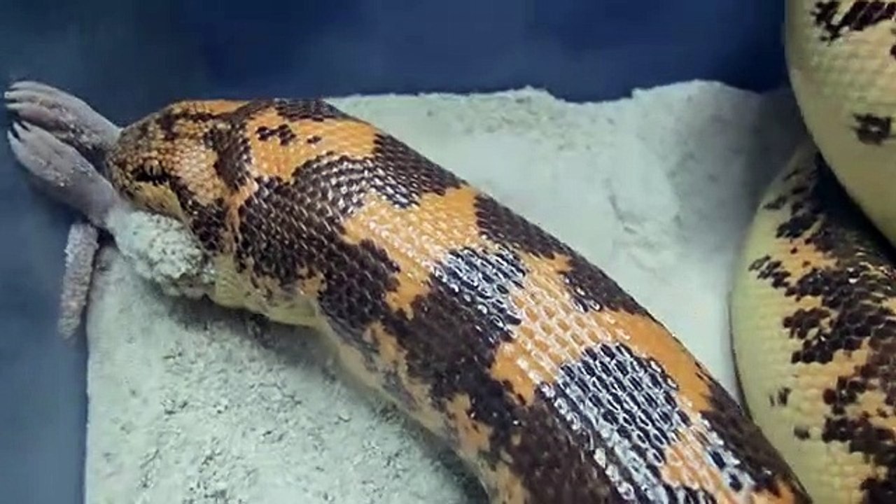 Sand Boa catches rat from underground!