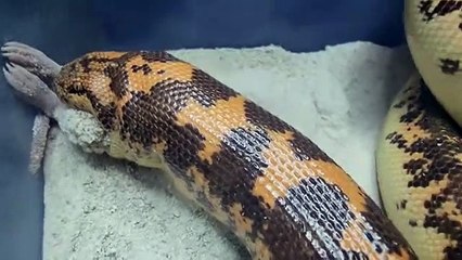 Sand Boa catches rat from underground!