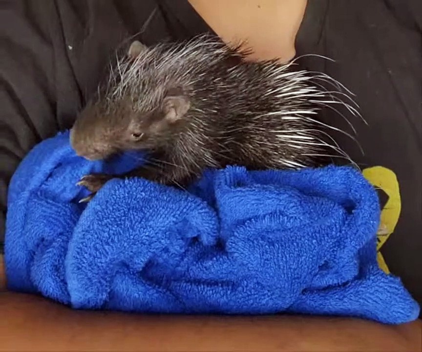 playing with the baby African Crested Porcupine...