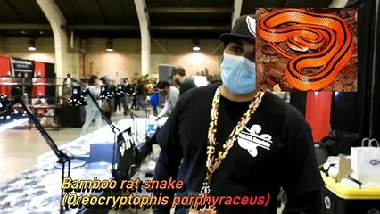 Pomona reptile super show 2022 interview with Graceful Serpents!