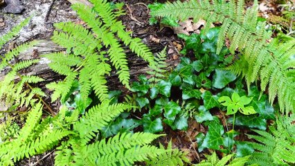 Zen Garden Music for Inner Peace