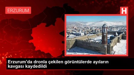 Erzurum'da dronla çekilen görüntülerde ayıların kavgası kaydedildi
