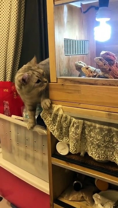 Cat Funny Vedio    | Amazing Cat 