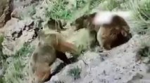 Erkek ayı, dişi ayı ile yavrusunu öldürdü