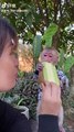 Little Monkey Eating Cake | Hungary Monkey | Animals Funny Moments | Cute Pets | Funny Animals #pet