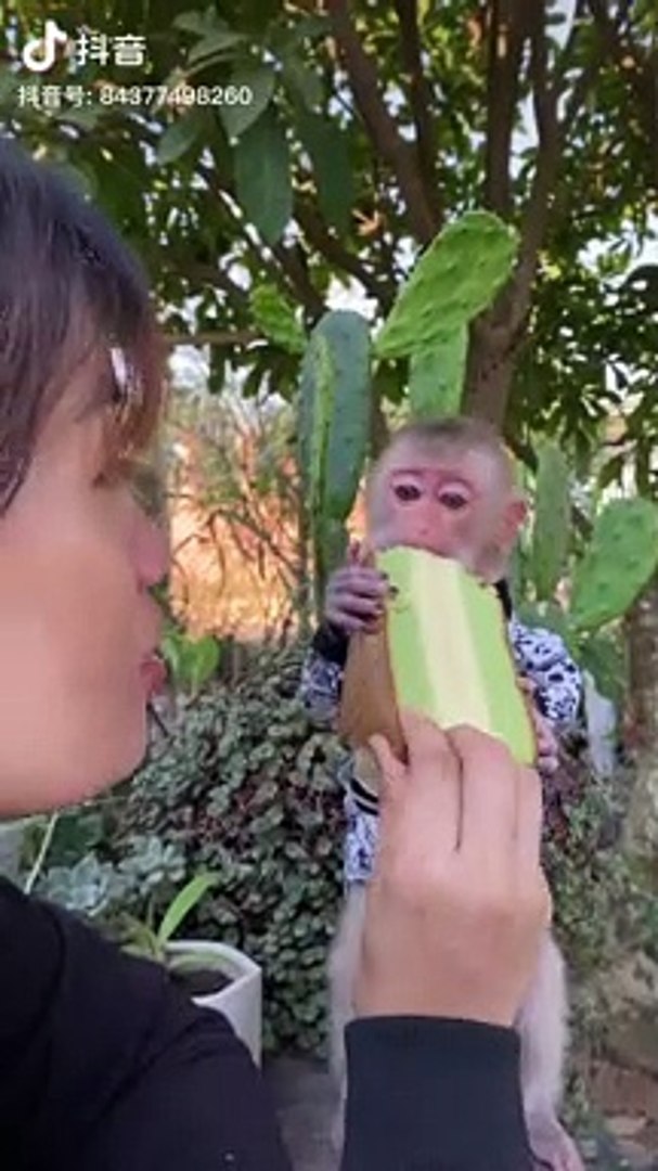 ⁣Little Monkey Eating Cake | Hungary Monkey | Animals Funny Moments | Cute Pets | Funny Animals #pet
