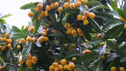 Scienza & Salute: 'La nespola, proprietà e benefici di un frutto 'minore''