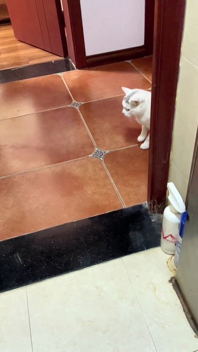 Cat Funny Moments | Animals Funny Moments | Cute Pets | Funny Animals | Funny Cats #animals #cats