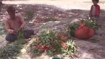 सारण: लीची के कम उत्पादन से किसानों में छाई मायूसी, लाखों का हुआ नुकसान