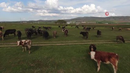 Ziraat Odası Başkanı Çetindağ: "Kurban için yeteri kadar hayvanımız var"