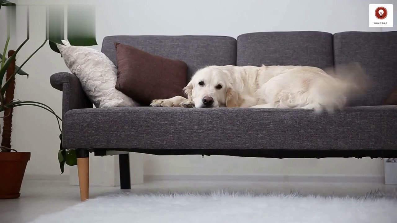 OUR PETS
