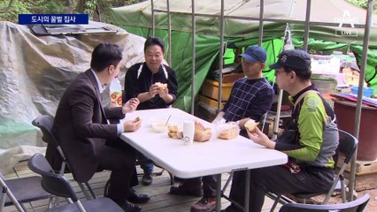 꿀벌 살리는 ‘도시 양봉’…꿀도 따고 돈도 벌고