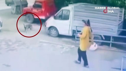 Download Video: Marketten alışveriş yapan vatandaş şaşkına döndü... Köpeğin tavuk hırsızlığı kamerada