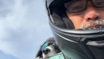 Man onboards his cool dog for a motorcycle ride *Crazy Dog Life*