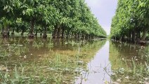 Unwetter in Italien treffen auch Landwirtschaft hart