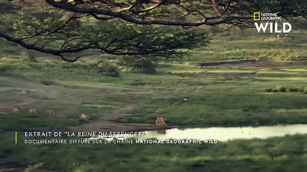 Lion vs guépard
