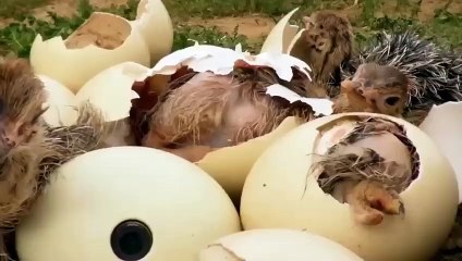 OMG! Crazy Buffalo Takes Revenge On The Lion With His Horn.