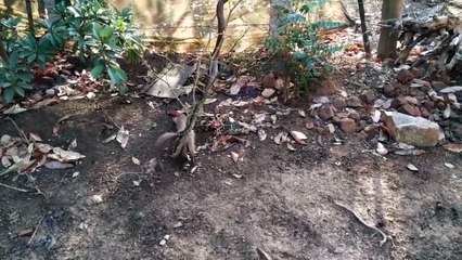 Poor Lion! Lion Finds Every Way To Escape From The Herd Of Hungry Hyenas.