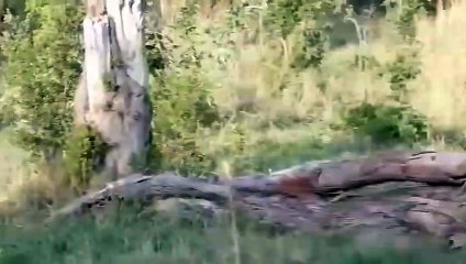 The Sly Jackal Uses Tricks To Take Down Cheetah ~ Wild Dog Vs Warthog, Lion.