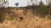 The Appearance Of Car Made Lion And Buffalo Angry ~ Lion Vs Buffalo, Hyena, Pangolin