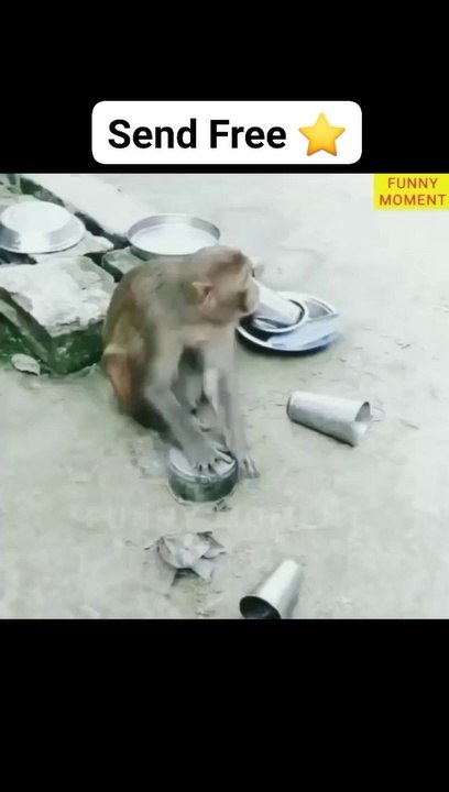 #funnyvideos #funnyvideo #funnymoments #funnyy #funnytiktok #funnymemes #funnydog #funnycat #funnyanimals #funny