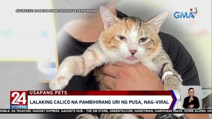 Lalaking calico na pambihirang uri ng pusa, nag-viral | 24 Oras Weekend